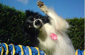 Meu Cão Inteligente - Foto 1