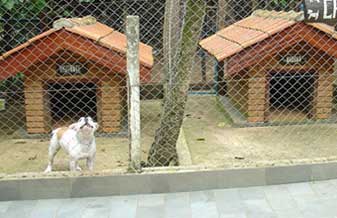 Canil Fh - Foto 1