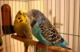 Pássaros Exóticos E Cia - Foto 1