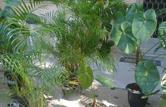 Império Das Plantas - Foto 1