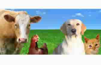 Bauruvet Comércio De Produtos Veterinários - Foto 1