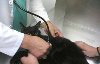 Clinica Veterinária Instituto De Saúde Animal - Foto 1