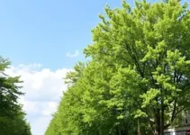 plano diretor de arborização urbana