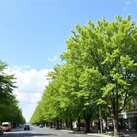 plano diretor de arborização urbana
