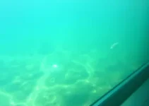 espécies marinhas traficadas