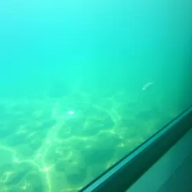espécies marinhas traficadas