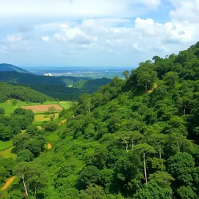 agroecologia e reflorestamento
